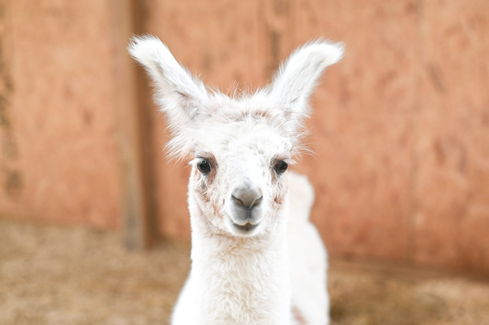 A young white llama with tall fluffy ears looks straight at the camera against a wooden wall