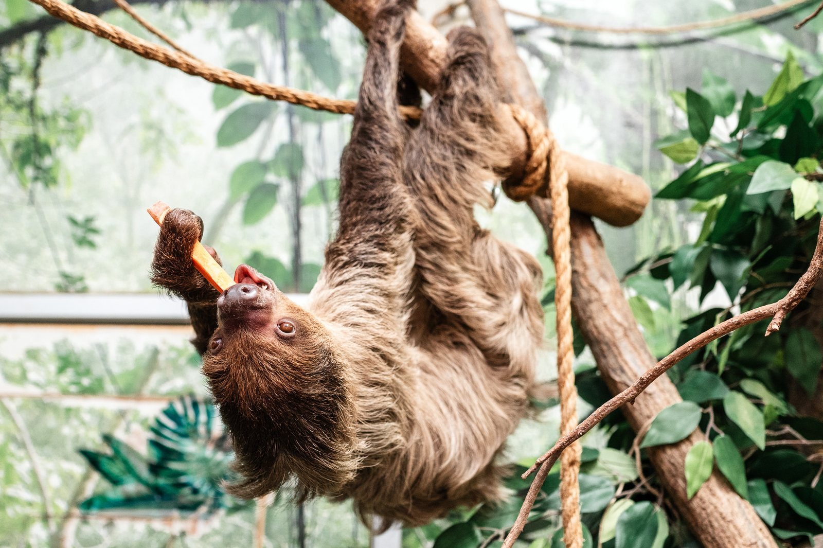 A two-toed sloth hangs upside down from a branch, eating a carrot stick