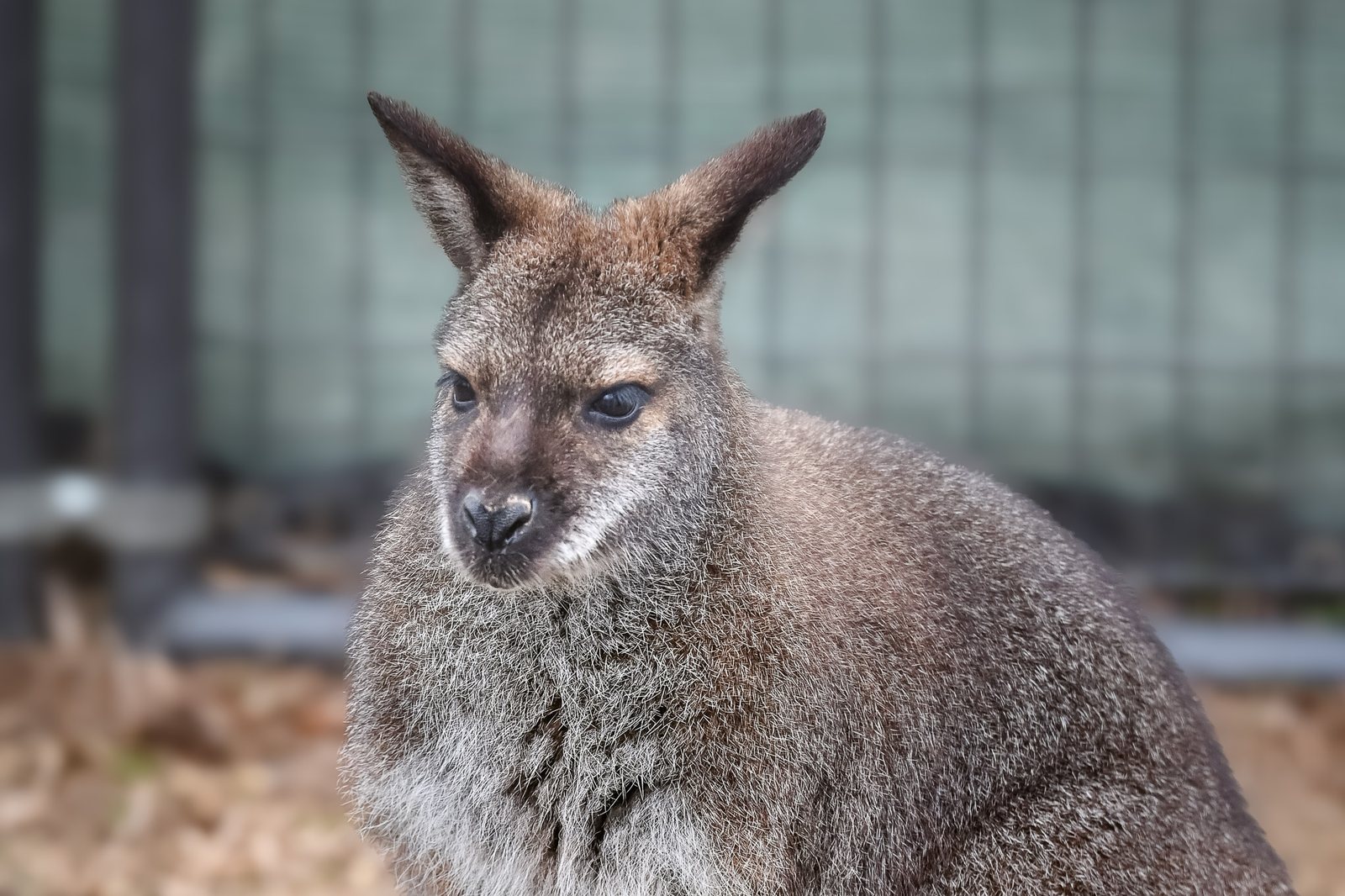 A grey-brown wallaby sits in its enclosure, looking to one side