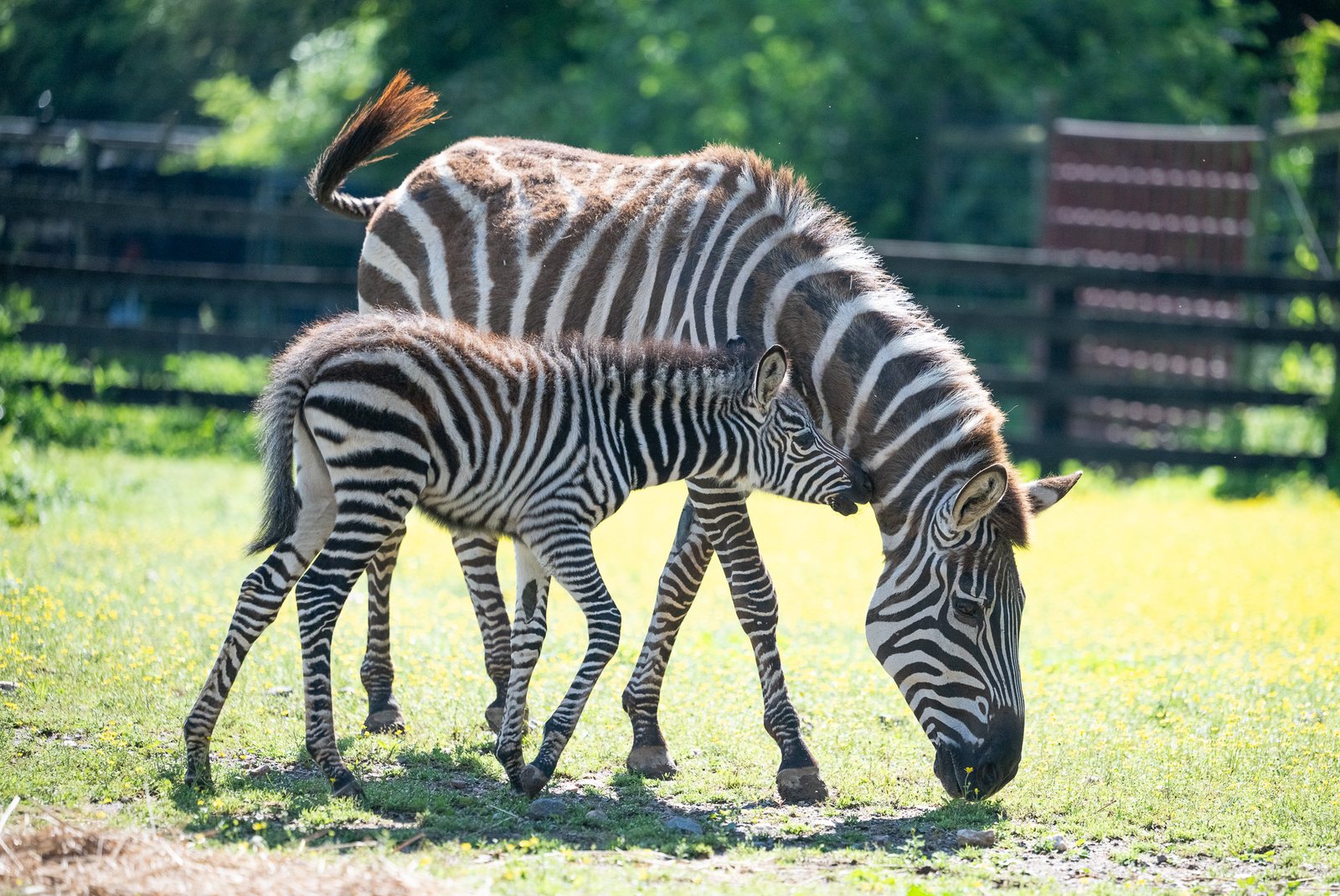 A zebra foal stands beside its grazing mother on a sunny grass paddock